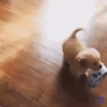 맘마 달라고 보채는 댕댕이.gif | 인스티즈