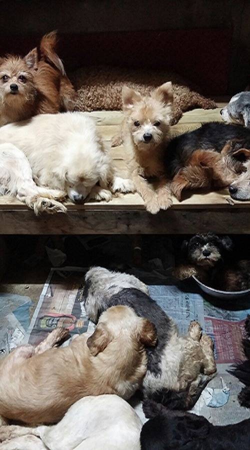 경남 진해 유기견행복의집이 태풍으로 폐허가 됐어요..하지만 이곳은 봉사조차 갈수 없는 곳이에요.. | 인스티즈