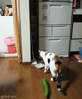 오이 무서워하는 냥이.gif | 인스티즈
