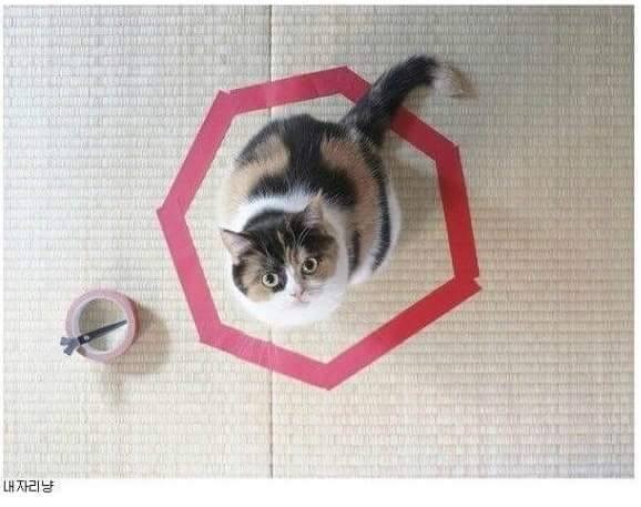 신기한 냥이 종특.jpg | 인스티즈