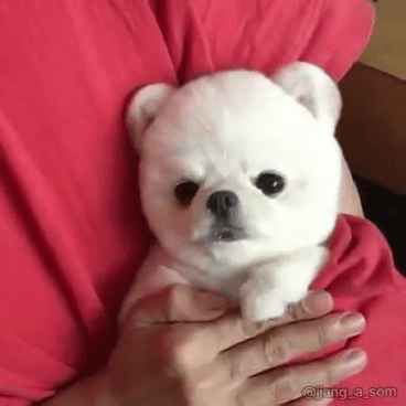 아이스크림 혼자 욕심내서 많이 먹은 포메라니안의 최후.gif | 인스티즈