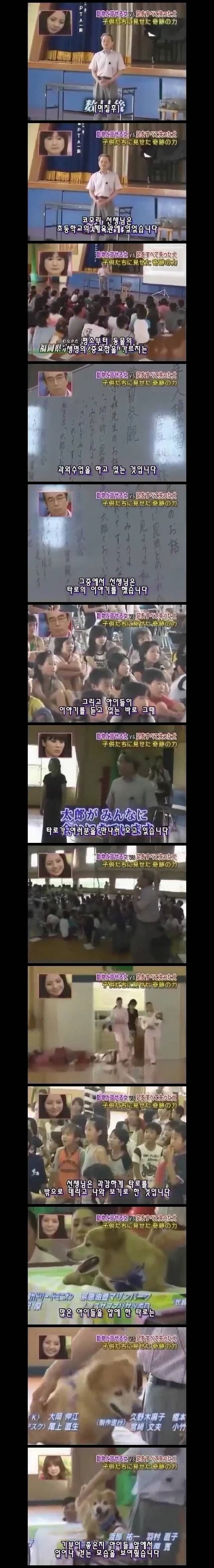  사지가 절단된 강아지 타로의 마음 | 인스티즈