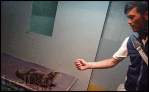 잔인하게 사냥 당하는 | 인스티즈