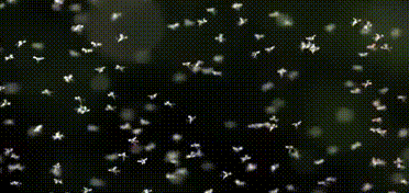 아프리카식 모기 스테이크 | 인스티즈