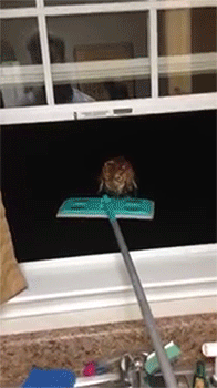 집에 부엉이가 들어와서; | 인스티즈