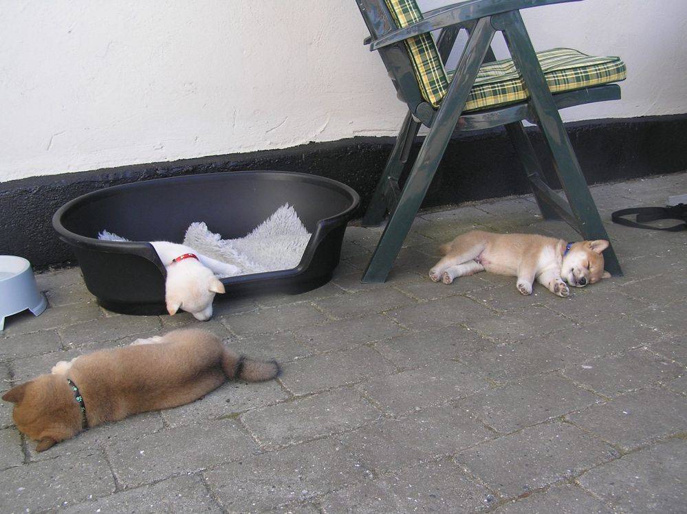 더위에 지친 똥강아지들 | 인스티즈