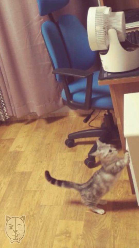 가구 옮기는걸 도와주는 뽀시래기 | 인스티즈