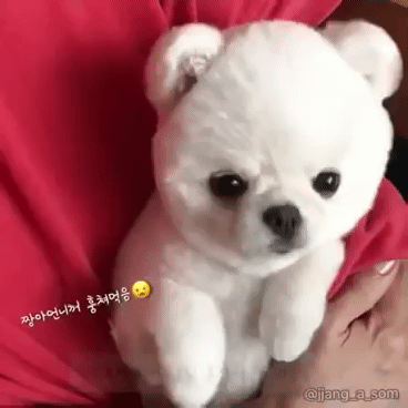 아이스크림 혼자 욕심내서 많이 먹은 포메라니안의 최후.gif | 인스티즈