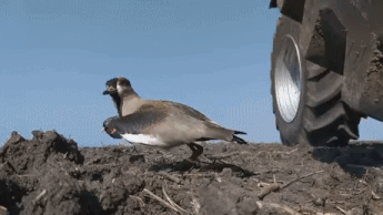 알을 지키는 어미새.gif | 인스티즈