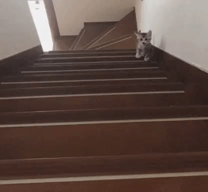 뭐야 저고양이는 겁이 없어... | 인스티즈