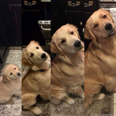 인절미들의 진화과정 | 인스티즈