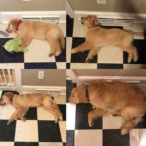 인절미들의 진화과정 | 인스티즈