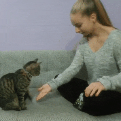 고양이랑 핸드셰이크 | 인스티즈