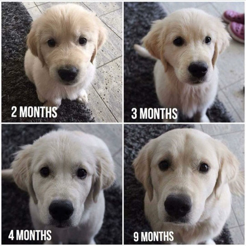 인절미들의 진화과정 | 인스티즈