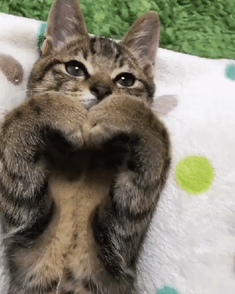 커여운 댕댕이 냥이 짤 | 인스티즈