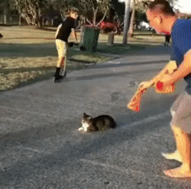 도로 한 복판에 누워있는 냥이가 걱정됬던 아찌.gif | 인스티즈