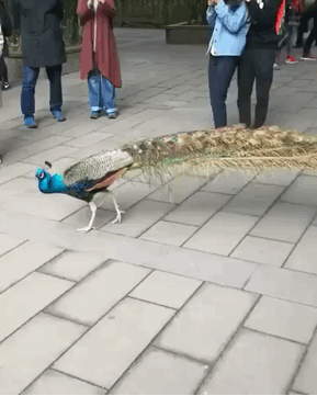 모두! 나를 보아요!.gif | 인스티즈