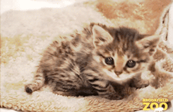 아프리카의 위험한 맹수 검은발 살쾡이 | 인스티즈