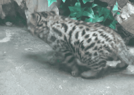 아프리카의 위험한 맹수 검은발 살쾡이 | 인스티즈