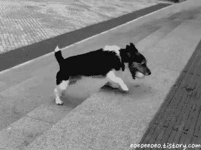 빈부견차 | 인스티즈