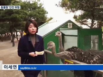 타조에게 수첩 뺐긴 기자.gif | 인스티즈