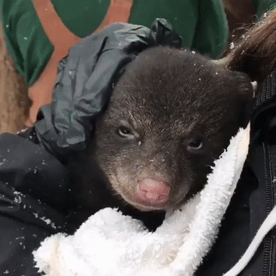 추위에 떨고 있는 새끼 곰 .gif | 인스티즈