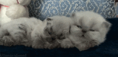 이 글을 보는 순간 하품을 할 것이다.gif | 인스티즈