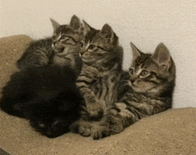 이 글을 보는 순간 하품을 할 것이다.gif | 인스티즈