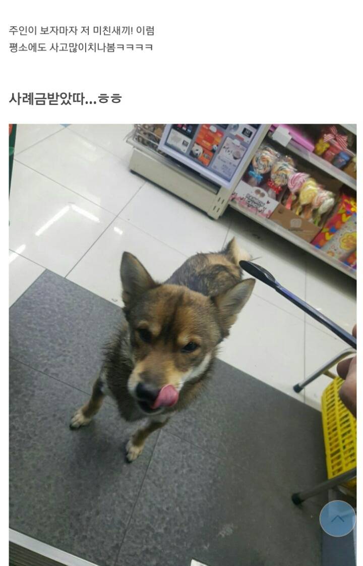편의점에 찾아온 댕댕이 | 인스티즈