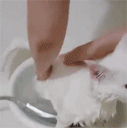 일반인은 잘 모르는 고양이 목욕시키기.gif | 인스티즈