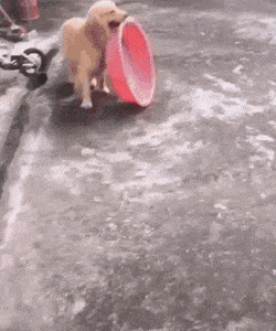 너무 더워서 셀프 물놀이 하는 골든 리트리버 댕댕이.gif | 인스티즈