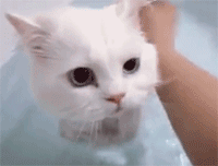 일반인은 잘 모르는 고양이 목욕시키기.gif | 인스티즈