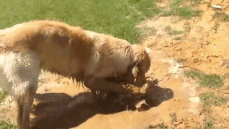 인절미 떡고물 과정 | 인스티즈