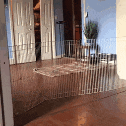 댕댕이가 넘지 못하는 펜스.gif | 인스티즈