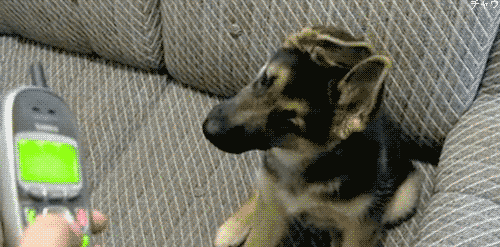 개들이 호기심 많을때 하는 행동 | 인스티즈