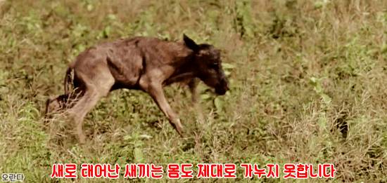 야생에서 일어난 기적적인 재회 | 인스티즈