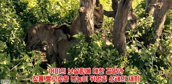 야생에서 일어난 기적적인 재회 | 인스티즈