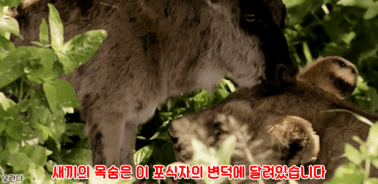 야생에서 일어난 기적적인 재회 | 인스티즈