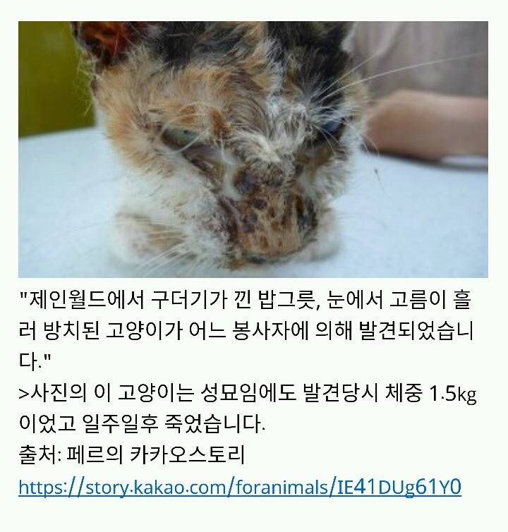 아산에서 또다시 희생당하는 동물이 나타나지않게 서명하자!(사진 끔찍주의) | 인스티즈