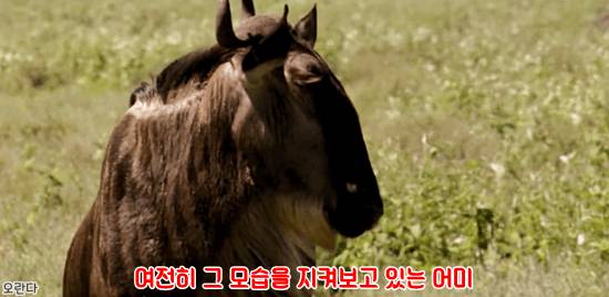 야생에서 일어난 기적적인 재회 | 인스티즈