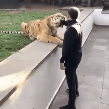 우리집 냥이.gif | 인스티즈