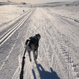 커여운 댕댕이들 움짤 | 인스티즈