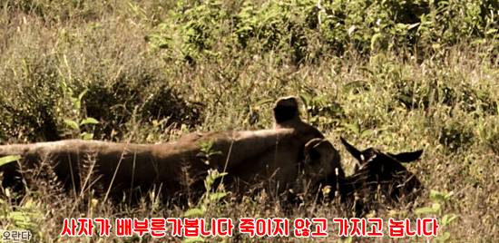 야생에서 일어난 기적적인 재회 | 인스티즈