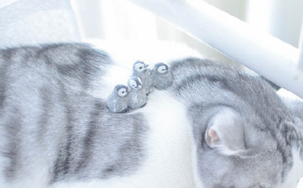 고양이를 습격한 펭귄들 | 인스티즈