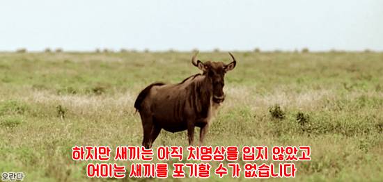 야생에서 일어난 기적적인 재회 | 인스티즈