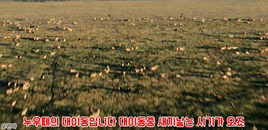 야생에서 일어난 기적적인 재회 | 인스티즈