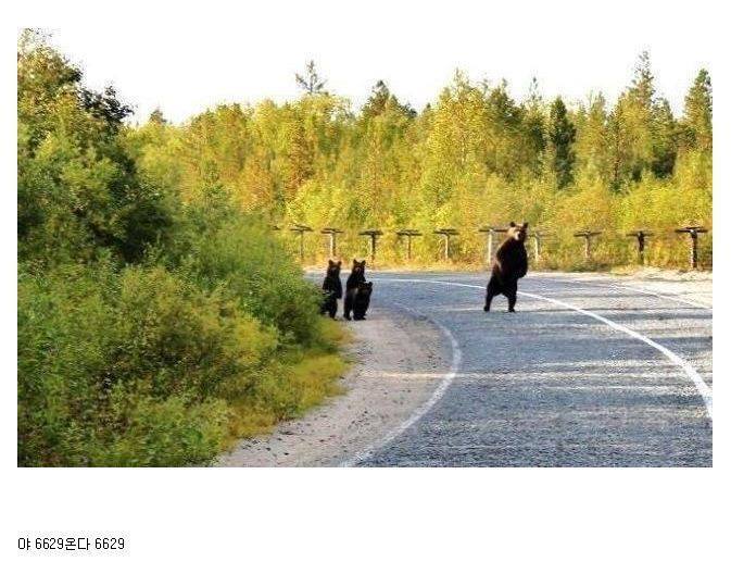 버스 기다리는 곰들 | 인스티즈