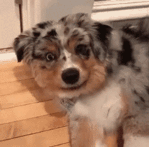 커여운 댕댕이들 움짤 | 인스티즈