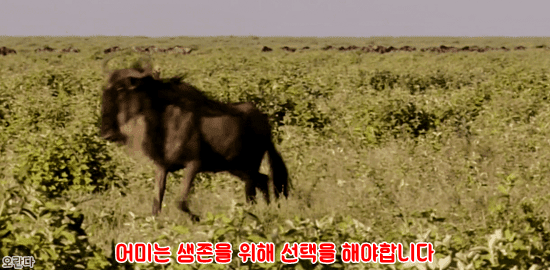 야생에서 일어난 기적적인 재회 | 인스티즈