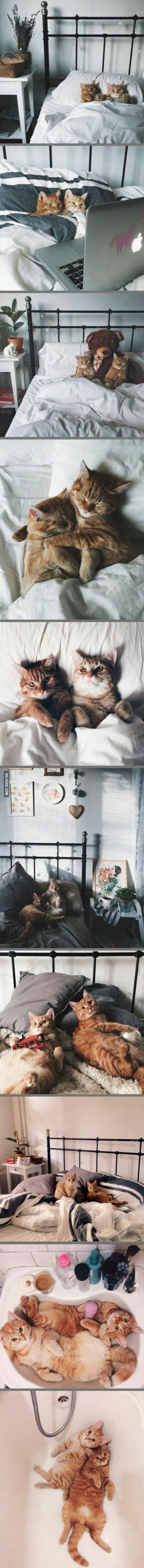 냥군의 일상 | 인스티즈